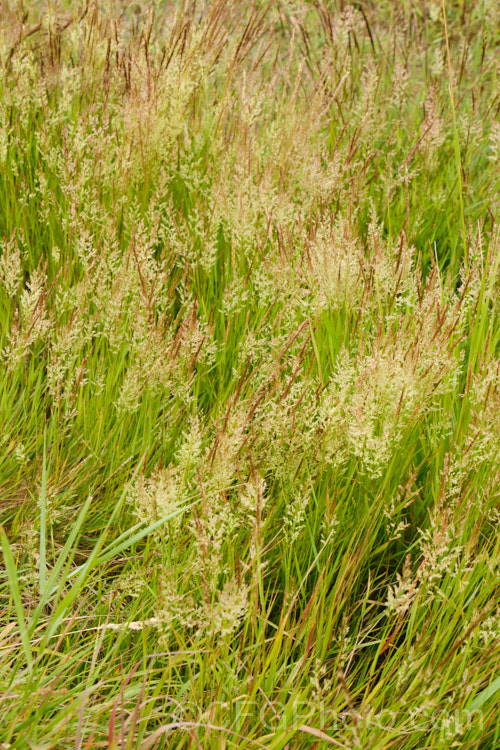 Creeping Bent. Grass (<i>Agrostis stolonifera</i>), a perennial grass, originally native to Eurasia and North Africa, but now widely naturalised in the temperate zones. It spreads by stolons and can form large mats, the stems growing sideways before turning up. Although often rather invasive and weedy, it is a good fodder grass and is extensively used as a sports turf. agrostis-3641htm'>Agrostis. .