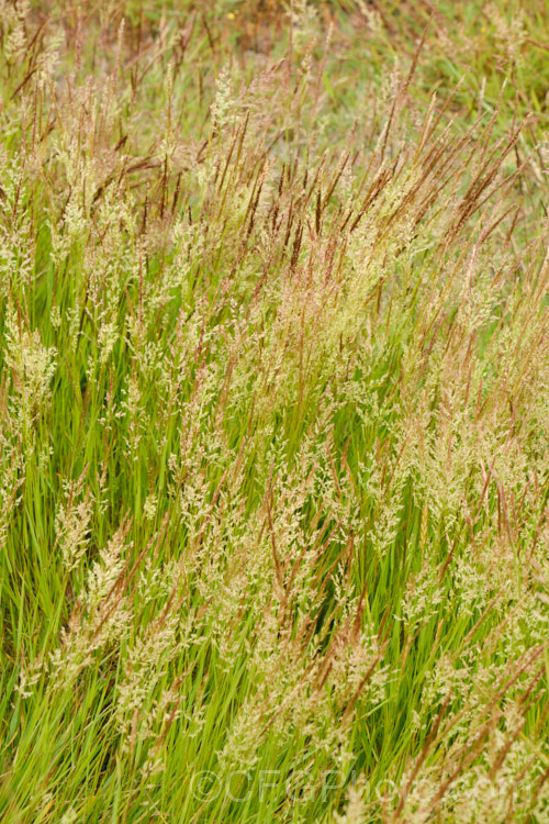 Creeping Bent. Grass (<i>Agrostis stolonifera</i>), a perennial grass, originally native to Eurasia and North Africa, but now widely naturalised in the temperate zones. It spreads by stolons and can form large mats, the stems growing sideways before turning up. Although often rather invasive and weedy, it is a good fodder grass and is extensively used as a sports turf. agrostis-3641htm'>Agrostis. .