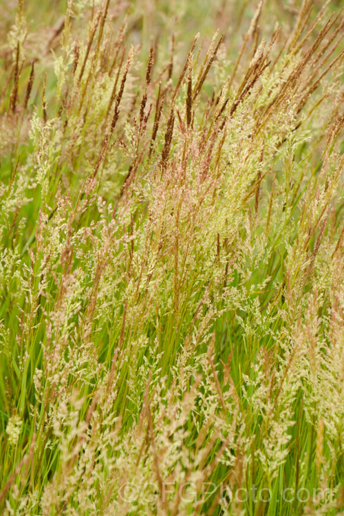 Creeping Bent. Grass (<i>Agrostis stolonifera</i>), a perennial grass, originally native to Eurasia and North Africa, but now widely naturalised in the temperate zones. It spreads by stolons and can form large mats, the stems growing sideways before turning up. Although often rather invasive and weedy, it is a good fodder grass and is extensively used as a sports turf. agrostis-3641htm'>Agrostis. .