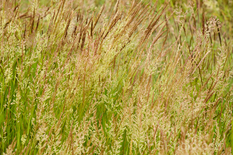 Creeping Bent. Grass (<i>Agrostis stolonifera</i>), a perennial grass, originally native to Eurasia and North Africa, but now widely naturalised in the temperate zones. It spreads by stolons and can form large mats, the stems growing sideways before turning up. Although often rather invasive and weedy, it is a good fodder grass and is extensively used as a sports turf. agrostis-3641htm'>Agrostis. .