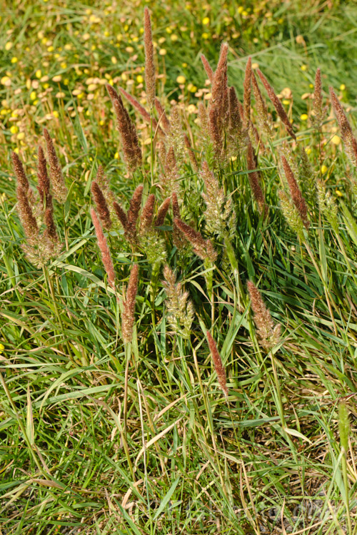 Creeping Bent. Grass (<i>Agrostis stolonifera</i>), a perennial grass, originally native to Eurasia and North Africa, but now widely naturalised in the temperate zones. It spreads by stolons and can form large mats, the stems growing sideways before turning up. Although often rather invasive and weedy, it is a good fodder grass and is extensively used as a sports turf. agrostis-3641htm'>Agrostis. .