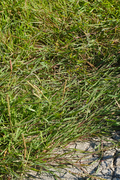 Creeping Bent. Grass (<i>Agrostis stolonifera</i>), a perennial grass, originally native to Eurasia and North Africa, but now widely naturalised in the temperate zones. It spreads by stolons and can form large mats, the stems growing sideways before turning up. Although often rather invasive and weedy, it is a good fodder grass and is extensively used as a sports turf. agrostis-3641htm'>Agrostis. .