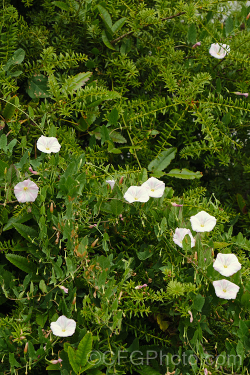 Hedge. Bindweed (<i>Calystegia sepium</i>), a climbing or creeping twining perennial that has a widespread natural distribution and has been introduced into many other areas. Although somewhat invasive, it is not as aggressive as some bindweeds. The flowers may be white or various degrees of pink. They open throughout the warmer months on sunny days. Several subspecies have been described but the validity of these classifications is debatable