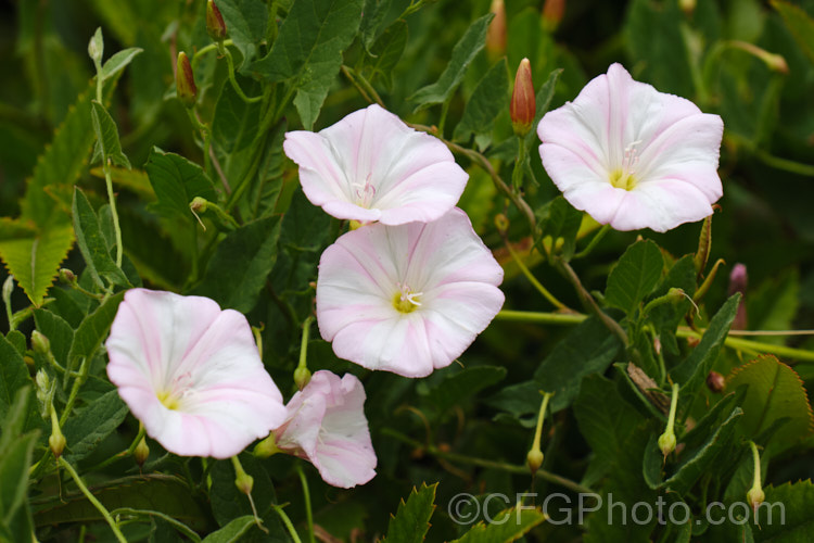 Hedge. Bindweed (<i>Calystegia sepium</i>), a climbing or creeping twining perennial that has a widespread natural distribution and has been introduced into many other areas. Although somewhat invasive, it is not as aggressive as some bindweeds. The flowers may be white or various degrees of pink. They open throughout the warmer months on sunny days. Several subspecies have been described but the validity of these classifications is debatable