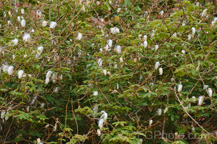 Powder. Puff. Tree or Snowflake. Acacia (<i>Calliandra portoricensis</i>), a shrub or small tree to about 6m tall It is found from southern Mexico to Panama and in the West Indies. The filamentous white flowers occur through much of the year in mild areas. calliandra-2621htm'>Calliandra.