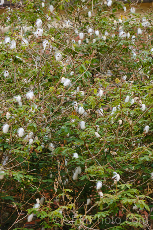 Powder. Puff. Tree or Snowflake. Acacia (<i>Calliandra portoricensis</i>), a shrub or small tree to about 6m tall It is found from southern Mexico to Panama and in the West Indies. The filamentous white flowers occur through much of the year in mild areas. calliandra-2621htm'>Calliandra.