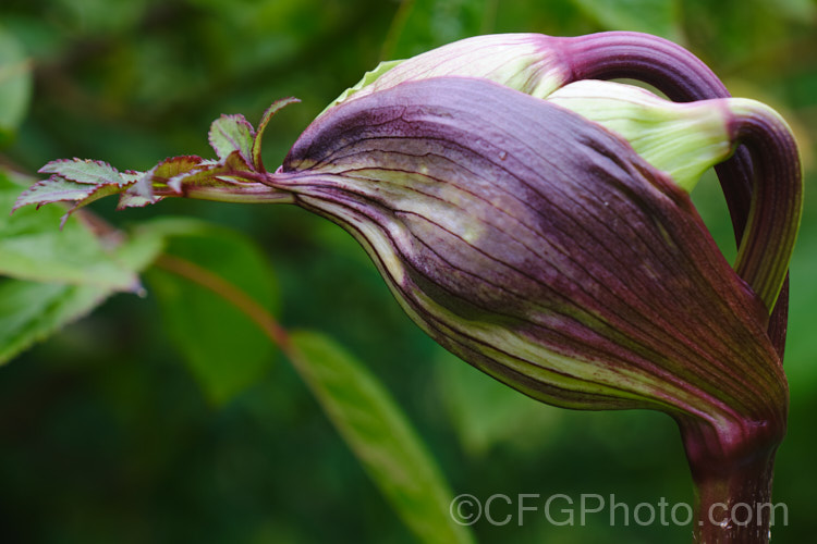 Angelica gigas, a strong-stemmed 1-3m tall perennial native to Korea, Japan and northern China. The plant develops from a heavy rootstock and its flowerheads, which open from late summer, are extremely nectar-rich and often covered with bees