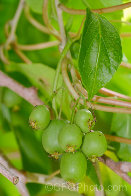 Kiwiberry or Kiwi. Berry (<i>Actinidia arguta</i>), the fruit of a strong-growing, heavy-fruiting deciduous vine native to North Korea, Northern China and neighbouring parts of China. Although of limited shelf life, the fruit has been developed for sale to capitalise on the success of its relative, the kiwifruit (<i>Actinidia chinensis</i>). The flavour resembles kiwifruit, but the fruit is smaller and may be eaten whole as the skin is smooth, not fuzzy like that of the kiwifruit. Order: Ericales, Family: Actinidiaceae