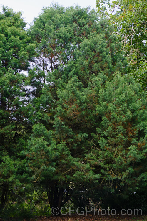 Oyster. Bay Pine, Port Jackson. Pine or Illawarra. Mountain Pine (<i>Callitris rhomboidea</i>), an evergreen coniferous tree native to coastal southeastern Australia from north. Brisbane to Adelaide and also the east of Tasmania. It grows 9-15m tall, has somewhat glaucous foliage and its cones are nut-like, hard and grey-brown, often persisting for several years. callitris-2625htm'>Callitris. Order: Pinales, Family: Cupressaceae