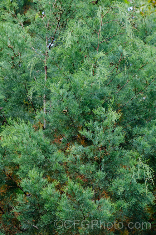 Oyster. Bay Pine, Port Jackson. Pine or Illawarra. Mountain Pine (<i>Callitris rhomboidea</i>), an evergreen coniferous tree native to coastal southeastern Australia from north. Brisbane to Adelaide and also the east of Tasmania. It grows 9-15m tall, has somewhat glaucous foliage and its cones are nut-like, hard and grey-brown, often persisting for several years. callitris-2625htm'>Callitris. Order: Pinales, Family: Cupressaceae