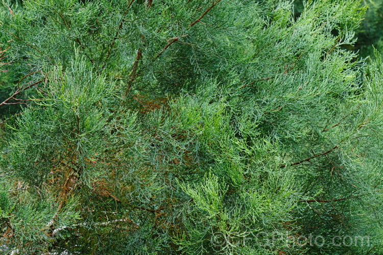 Oyster. Bay Pine, Port Jackson. Pine or Illawarra. Mountain Pine (<i>Callitris rhomboidea</i>), an evergreen coniferous tree native to coastal southeastern Australia from north. Brisbane to Adelaide and also the east of Tasmania. It grows 9-15m tall, has somewhat glaucous foliage and its cones are nut-like, hard and grey-brown, often persisting for several years. callitris-2625htm'>Callitris. Order: Pinales, Family: Cupressaceae