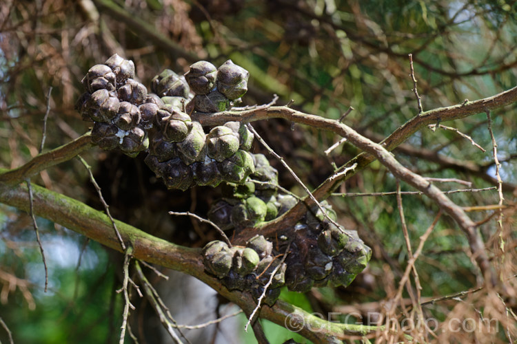 The mature cones of the Oyster. Bay Pine, Port Jackson. Pine or Illawarra. Mountain Pine (<i>Callitris rhomboidea</i>), an evergreen coniferous tree native to coastal southeastern Australia from north. Brisbane to Adelaide and also the east of Tasmania. It grows 9-15m tall, has somewhat glaucous foliage and its cones are nut-like, hard and grey-brown, often persisting for several years. callitris-2625htm'>Callitris. Order: Pinales, Family: Cupressaceae