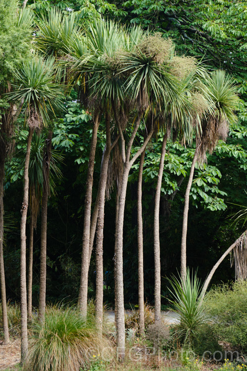 Cabbage Tree (<i>Cordyline australis</i>), the most common of several similar agave-like perennials endemic to New Zealand Inflorescences of cream flowers open in spring are followed in autumn by similarly coloured berry-like fruit. It is sometimes used as a substitute for palm trees in cool climates and for that reason is sometimes known as Cornish. Palm, though it does not come from Cornwall and is not a palm.