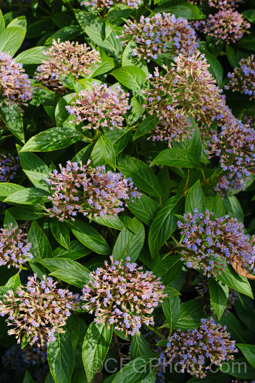 Dichroa versicolor, an evergreen, summer- to autumn-flowering, Chinese shrub related to the hydrangeas. The flowers are usually blue, but pink forms are quite common and the exact flower colour, as for hydrangeas, is somewhat dependent on soil pH. dichroa-2863htm'>Dichroa. <a href='hydrangeaceae-plant-family-photoshtml'>Hydrangeaceae</a>.