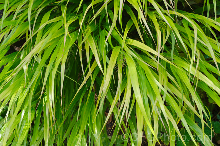 Japanese Forest. Grass (<i>Hakonechloa macra</i>), a cream and green-variegated cultivar of a sprawling, broad-leafed perennial grass from Japan. It grows to around 75 cm high x 1m wide and is a good filler for partially shaded areas. In gardens it is more commonly represented by its variegated cultivars. hakonechloa-3610htm'>Hakonechloa. .