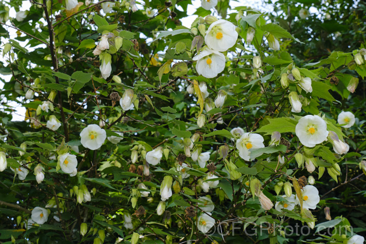 <i>Abutilon x hybridum</i> 'Albus', a tall, white-flowered abutilon. Formerly known as <i>Abutilon x darwinii</i>, the origins of these hybrids are unclear, though <i>Abutilon pictum</i> is present in their parentage. Most grow to around 2.4m high and wide and flower continuously in mild climates. Order: Malvales, Family: Malvaceae