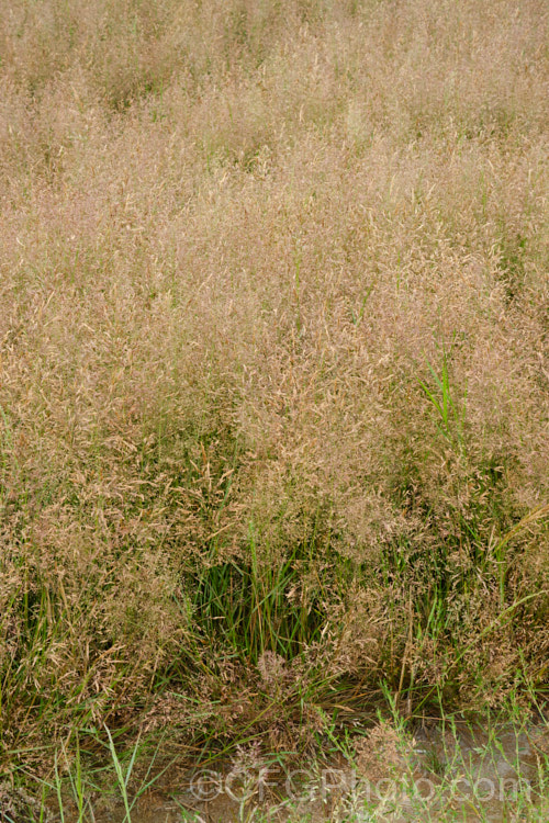 Chewings Fescue (<i>Festuca rubra subsp. commutata</i>), a subspecies of Red Fescue that is favoured as a lawn grass for a dense sward on low-traffic lawns. Unlike the parent species, it does not have creeping rhizomes. It is shown here being cultivated commercially for its seeds. Order: Poales, Family: Poaceae