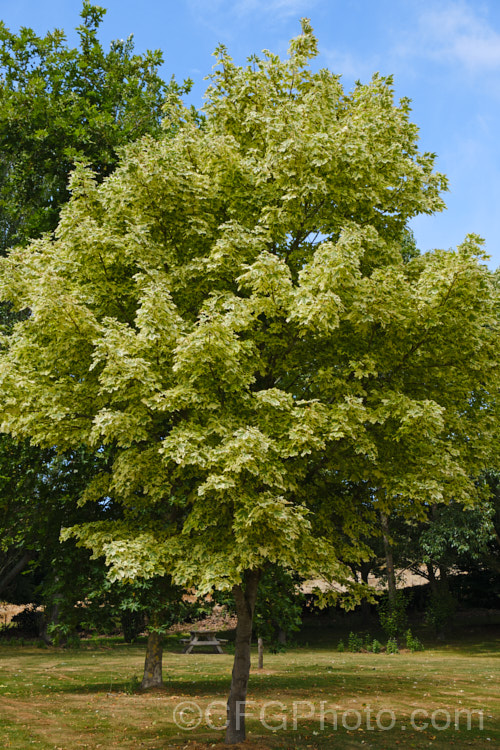 <i>Acer platanoides</i> 'Drummondii', a German cultivar raised in 1910. It is 10-12m tall with very clear creamy white margins to its light yellow-green leaves. Order: Sapindales, Family: Sapindaceae