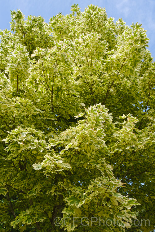 <i>Acer platanoides</i> 'Drummondii', a German cultivar raised in 1910. It is 10-12m tall with very clear creamy white margins to its light yellow-green leaves. Order: Sapindales, Family: Sapindaceae