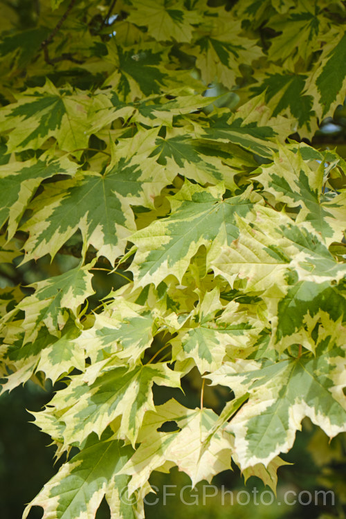 <i>Acer platanoides</i> 'Drummondii', a German cultivar raised in 1910. It is 10-12m tall with very clear creamy white margins to its light yellow-green leaves. Order: Sapindales, Family: Sapindaceae