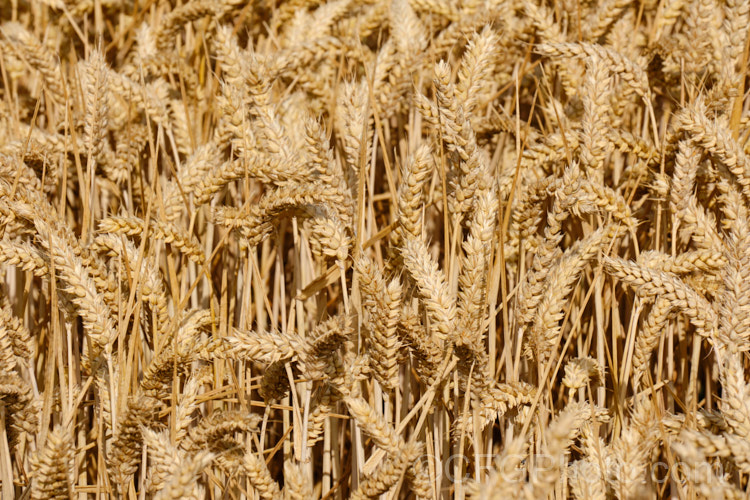 Common Wheat or Bread. Wheat (<i>Triticum aestivum</i>) ready to harvest. Originating in the Middle. East and among the first cultivated plants, wheat is a vitally important cereal crop for much of the world. It is the primary constituent of most bread and cakes and is used in many other baked goods. triticum-2291htm'>Triticum. .