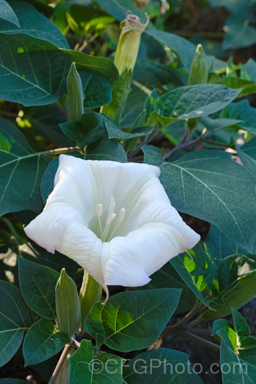 Sacred Thorn Apple, Sacred Datura or Western Jimson Weed (<i>Datura wrightii</i>), a 1m high shrubby perennial from southwestern North America. The upward-facing flowers, which are white with a faint mauve edge, are followed by bristly seed capsules. The plant contains poisonous alkaloids with a narcotic effect. It has been used in native rituals, hence the sacred epithet, but such use can have fatal consequences. datura-2853htm'>Datura.