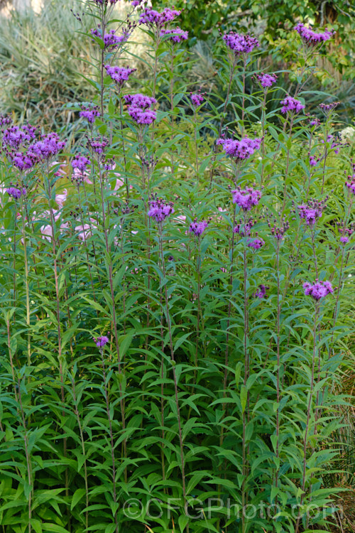 Great Ironweed (<i>Vernonia arkansana [syn. Vernonia crinita]), a late-summer to autumn-flowering perennial daisy native to the south-central United States. It can grow to as much as 3m tall and thrives in moist areas, such as pond margins. vernonia-3386htm'>Vernonia.
