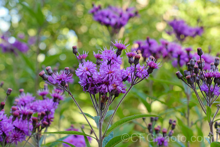 Great Ironweed (<i>Vernonia arkansana [syn. Vernonia crinita]), a late-summer to autumn-flowering perennial daisy native to the south-central United States. It can grow to as much as 3m tall and thrives in moist areas, such as pond margins. vernonia-3386htm'>Vernonia.