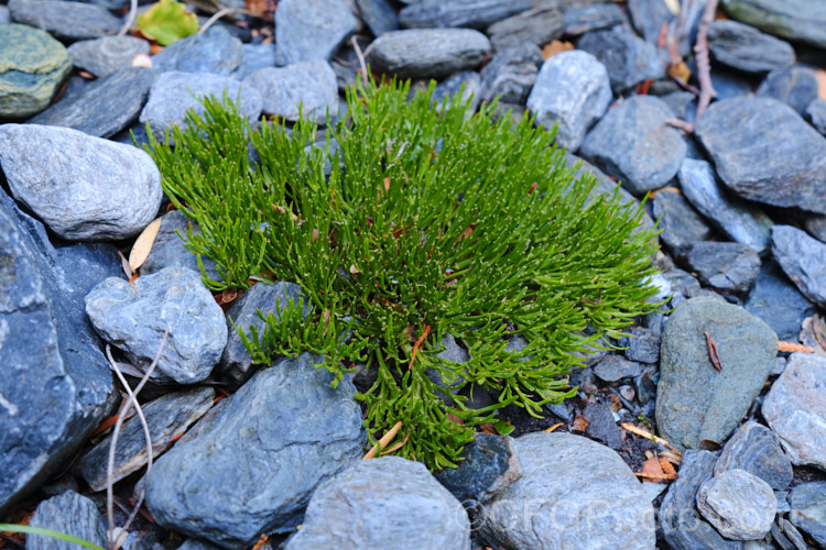 Prostrate Dwarf Broom (<i>Carmichaelia enysii</i>), a tiny, leafless shrub found in the southeaster. Southern. Alps of New Zealand It grows to around 5cm high and is usually less that 15cm wide. Its purple and white flowers open from early summer. Order: Fabales, Family: Fabaceae