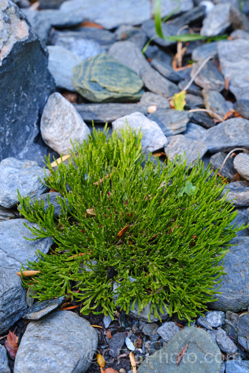 Prostrate Dwarf Broom (<i>Carmichaelia enysii</i>), a tiny, leafless shrub found in the southeaster. Southern. Alps of New Zealand It grows to around 5cm high and is usually less that 15cm wide. Its purple and white flowers open from early summer. Order: Fabales, Family: Fabaceae