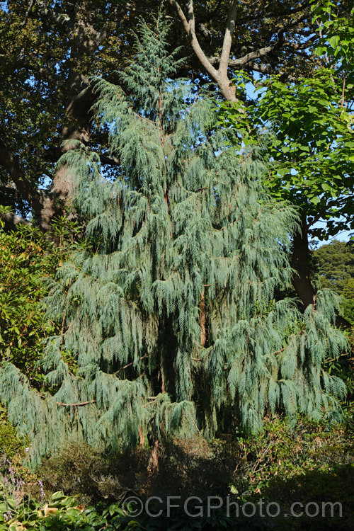 Kashmir Cypress (<i>Cupressus himalaica var. darjeelingensis [syn. Cupressus cashmeriana]), an Indian conifer that grows to as much as 45m tall. The foliage colour and weeping branches are distinctive. Order: Pinales, Family: Cupressaceae