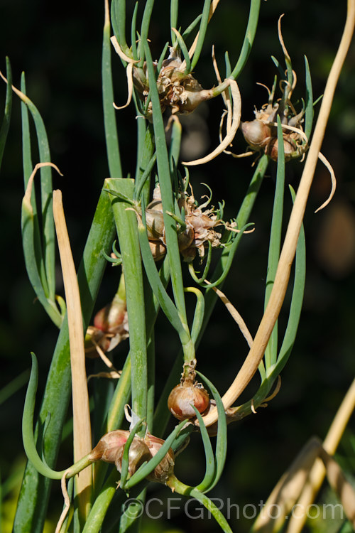 Tree Onion, Walking. Onion or Egyptian. Onion (<i>Allium x proliferum [syn. Allium cepa var. proliferum]), a hybrid between the common onion (<i>Allium cepa</i>) and the Welsh. Onion (<i>Allium fistulosum</i>) that develops small edible bulblets at the flowerheads. There are several cultivars, and some are very pungent. allium-2045htm'>Allium.