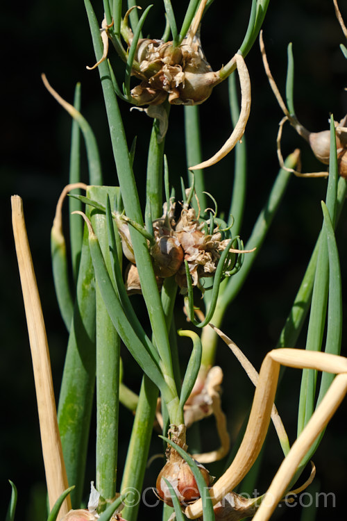 Tree Onion, Walking. Onion or Egyptian. Onion (<i>Allium x proliferum [syn. Allium cepa var. proliferum]), a hybrid between the common onion (<i>Allium cepa</i>) and the Welsh. Onion (<i>Allium fistulosum</i>) that develops small edible bulblets at the flowerheads. There are several cultivars, and some are very pungent. allium-2045htm'>Allium.