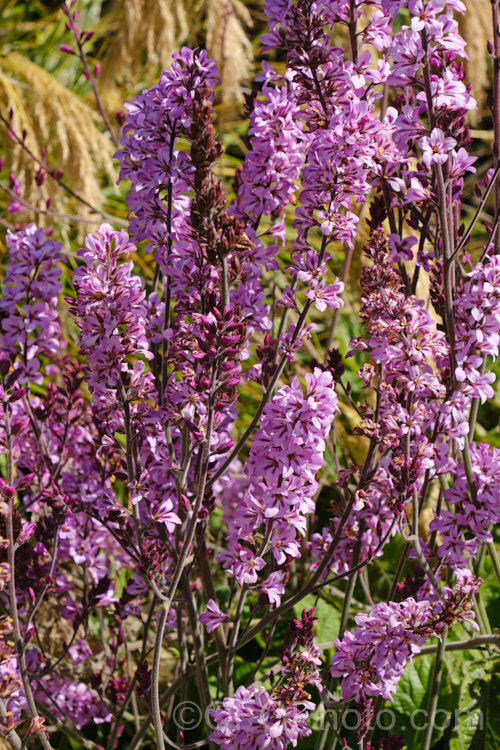 Francoa sonchifolia, a summer-flowering perennial native to Chile. It is similar to Bridal. Wreath (<i>Francoa ramosa</i>) but generally larger, with long leaves and flower stems up to 12m tall It also flowers a little later. francoa-2989htm'>Francoa. <a href='francoaceae-plant-family-photoshtml'>Francoaceae</a>.