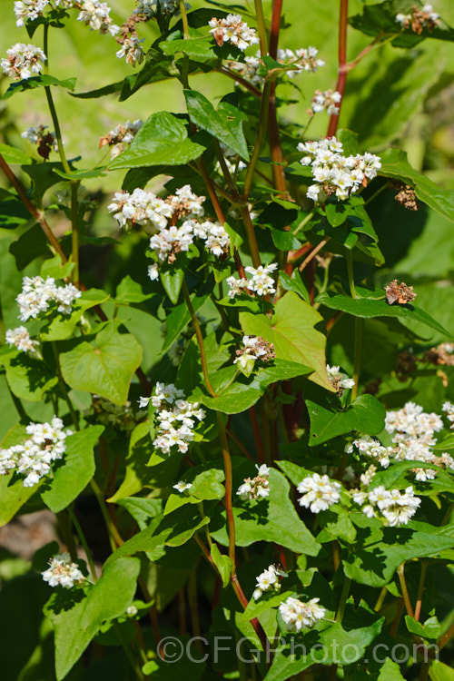 Common Buckwheat (<i>Fagopyrum esculentum [syn. Polygonum fagopyrum]), a 40-60cm tall, erect, summer-flowering annual native to Central and northern Asia. It is widely cultivated for its seeds, which are used to produce a pseudocereal or cereal-like grain. fagopyrum-2977htm'>Fagopyrum.