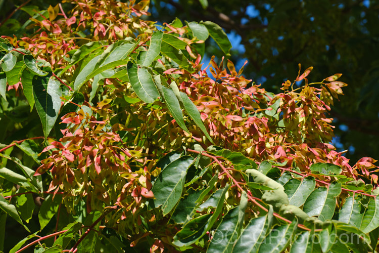 Tree of Heaven (<i>Ailanthus altissima</i>), a deciduous tree, up to 30m tall, native to western China. It is very quick-growing when young. Its inconspicuous greenish flowers are followed by seed capsules that are red and quite showy when mature, though they are often high in the tree. The tree self-sows and sucker freely, which lessens its suitability for cultivation. ailanthus-2270htm'>Ailanthus. <a href='simaroubaceae-plant-family-photoshtml'>Simaroubaceae</a>.