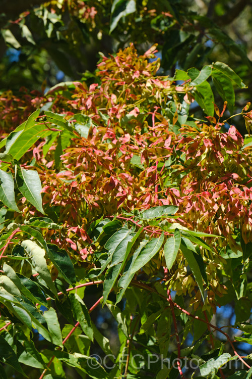 Tree of Heaven (<i>Ailanthus altissima</i>), a deciduous tree, up to 30m tall, native to western China. It is very quick-growing when young. Its inconspicuous greenish flowers are followed by seed capsules that are red and quite showy when mature, though they are often high in the tree. The tree self-sows and sucker freely, which lessens its suitability for cultivation. ailanthus-2270htm'>Ailanthus. <a href='simaroubaceae-plant-family-photoshtml'>Simaroubaceae</a>.