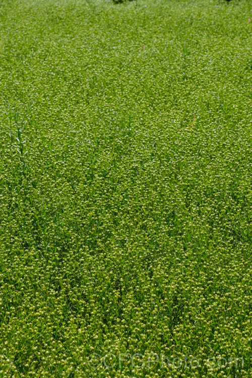 Flax (<i>Linum usitatissimum</i>) with near-mature seed heads. Flax is an annual, the fibre of which is used to produce linen, the seeds for linseed oil and use in breakfast cereal and breads. It is most likely an ancient Eurasian hybrid or cultivar than a true species. Order: Malpighiales, Family: Linaceae