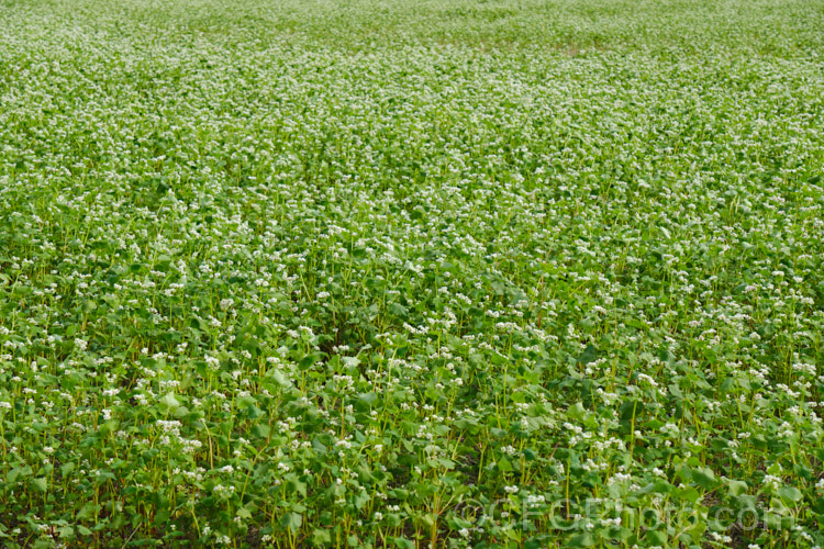 Common Buckwheat (<i>Fagopyrum esculentum [syn. Polygonum fagopyrum]), a 40-60cm tall, erect, summer-flowering annual native to Central and northern Asia. It is widely cultivated for its seeds, which are used to produce a pseudocereal or cereal-like grain. fagopyrum-2977htm'>Fagopyrum.