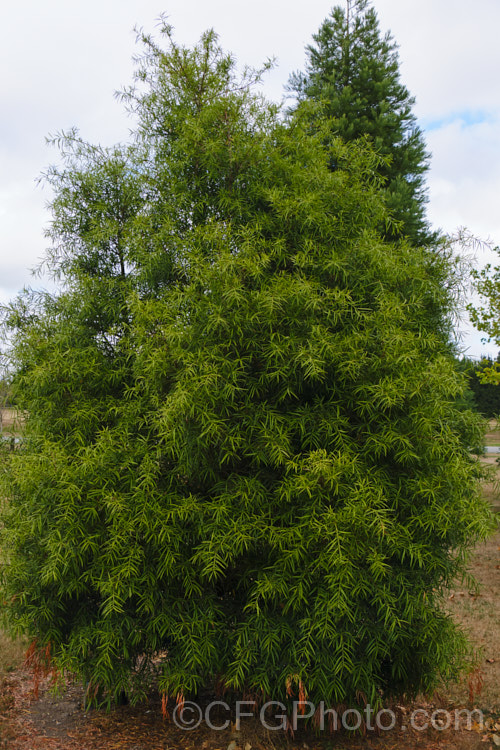 Willow-leaf. Podocarp or Willow. Totara (<i>Podocarpus salignus</i>), an evergreen coniferous tree, 10-20m tall, native to Chile. Now threatened in the wild, its durable timber has been used in cabinetry, furniture and construction. Order: Araucariales, Family: Podocarpaceae