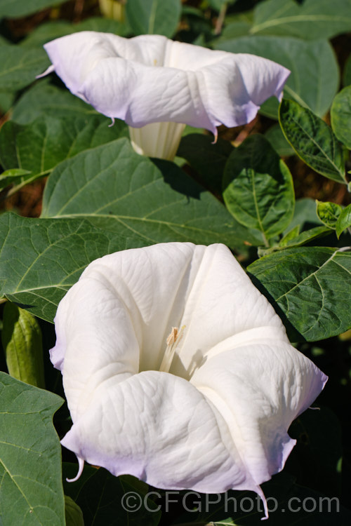 Datura Wrightii Photo At Pictures Of Plants Stock Image Library