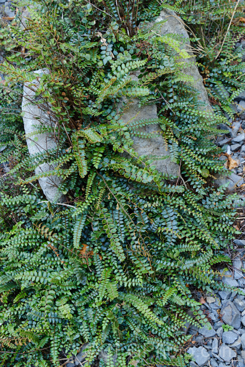 Blechnum penna-marina, a creeping rhizomatous fern with very distinct fertile fronds. It is often found growing in rock crevices and occurs over much of the temperate and Subantarctic Southern Hemisphere