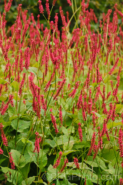 Mountain Fleece (<i>Persicaria amplexicaulis [syn. Polygonum amplexicaule]), a late summer- to autumn-flowering knotweed found in the Himalayas from Afghanistan to southwestern China and Bhutan. It grows to over 1m tall and has very vivid flowers that may be pink, red, or more rarely purple or white.