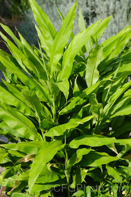 The foliage of Ginger, Root Ginger or Stem Ginger (<i>Zingiber officinale</i>), a perennial native to tropical Asia. Its yellow-green and purple flowers are attractive, but the plant is mainly grown for its swollen rhizomes, which are spicily aromatic and pungent. The roots, which grow partly exposed, and the young stems are extensively used for flavouring food products and cooking. Order: Zingiberales, Family: Zingiberaceae