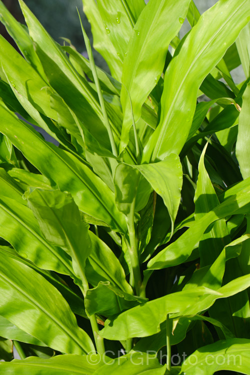 The foliage of Ginger, Root Ginger or Stem Ginger (<i>Zingiber officinale</i>), a perennial native to tropical Asia. Its yellow-green and purple flowers are attractive, but the plant is mainly grown for its swollen rhizomes, which are spicily aromatic and pungent. The roots, which grow partly exposed, and the young stems are extensively used for flavouring food products and cooking. Order: Zingiberales, Family: Zingiberaceae