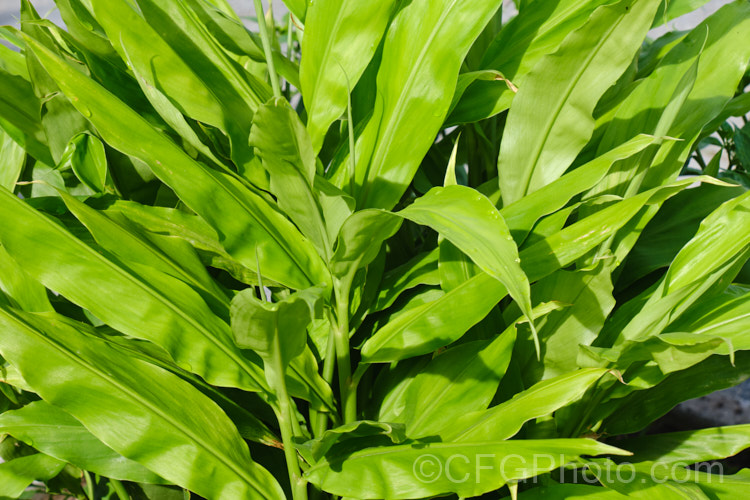 The foliage of Ginger, Root Ginger or Stem Ginger (<i>Zingiber officinale</i>), a perennial native to tropical Asia. Its yellow-green and purple flowers are attractive, but the plant is mainly grown for its swollen rhizomes, which are spicily aromatic and pungent. The roots, which grow partly exposed, and the young stems are extensively used for flavouring food products and cooking. Order: Zingiberales, Family: Zingiberaceae