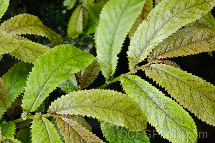 The summer foliage of Parataniwha (<i>Elatostema rugosum</i>), a 1m high herbaceous perennial native to New Zealand. The light bronze-green foliage has vivid red tints when young. elatostema-2944htm'>Elatostema. <a href='urticaceae-plant-family-photoshtml'>Urticaceae</a>.