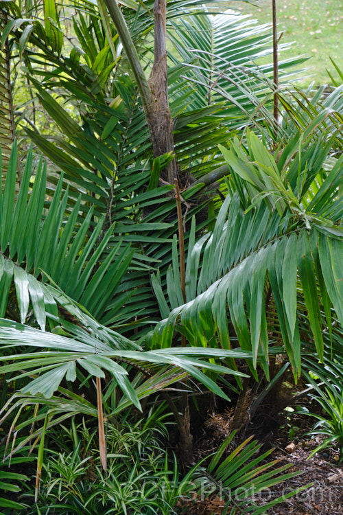 Macarthur. Palm (<i>Ptychosperma macarthurii</i>), a multi-trunked, clump-forming feather palm with a rather disrupted distribution from tropical Queensland to Northern Territory and New Guinea. While not common in the wild, it is extensively cultivated. It produces pendulous sprays of cream flowers that are followed by red fruits. ptychosperma-2550htm'>Ptychosperma.