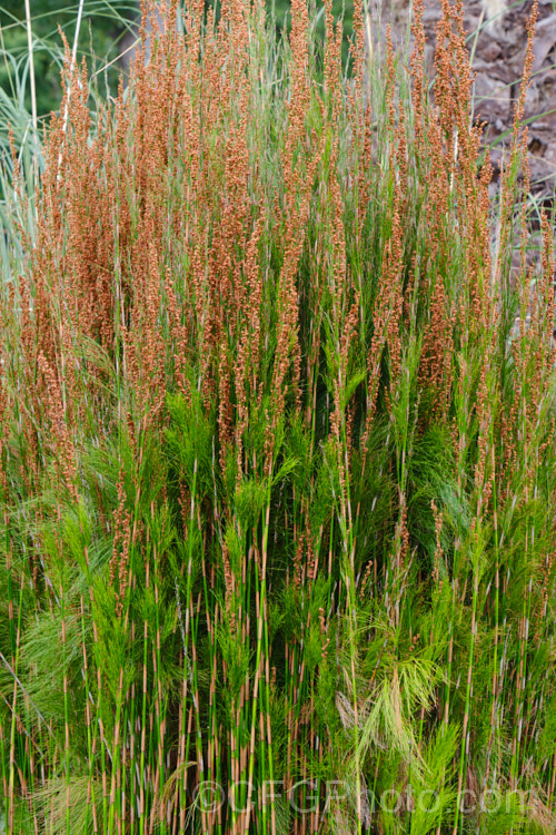 Plume Rush or Australian Reed (<i>Baloskion tetraphyllum</i>), a clumping, 50-160cm tall, rhizomatous perennial native to coastal eastern Australia, where it is found in swampy areas and along river banks from central Queensland to Tasmania. baloskion-2592htm'>Baloskion.