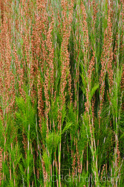 Plume Rush or Australian Reed (<i>Baloskion tetraphyllum</i>), a clumping, 50-160cm tall, rhizomatous perennial native to coastal eastern Australia, where it is found in swampy areas and along river banks from central Queensland to Tasmania. baloskion-2592htm'>Baloskion.